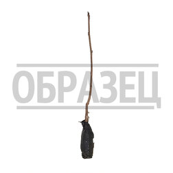 ������ ������ ������ �����   ����