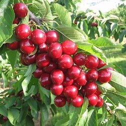 ������ ������ ������� �����   ����