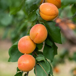 ������ ������ ������� �������� (� �����)   ����