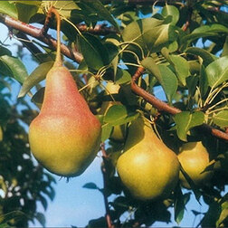 ������ ������ ����� ��������� ��������� (� �����)   ����