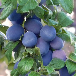 ������ ������ ����� ��������� ���������� (� �����)   ����