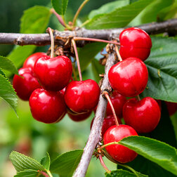 ������ ������ ������� ������� ���� (������ �������� ���-2) (� �����)   ����