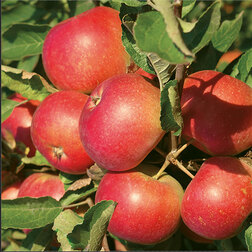 ������ ������ ������ ������������� �������� (������ 54-118 ��������������) (� �����)   ����