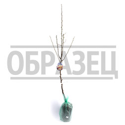 ������ ������ ����� ��������� (2-� ���) (� �����)   ����