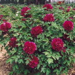 ������ ������ ���� ����������� ����� �������   ����