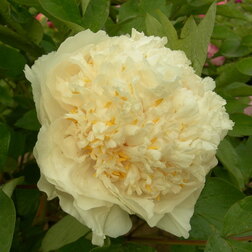 ������ ������ ���� ����������� ��'� ������   ����