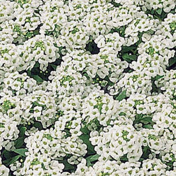 ������ ������ ������� ����� ����� ���� (1��-1000��.) ���������������� ������   ����