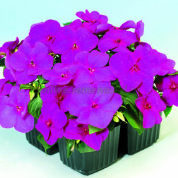 ������ ������ ��������� ������ ������ (1��-100��.) ���������������� ������   ����