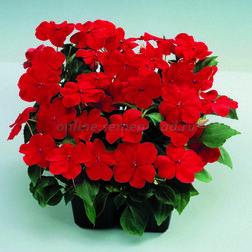 ������ ������ ��������� ������ ��� (1��-1000��) ���������������� ������   ����