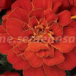 ������ ������ �������� ����������� ������� ��� (1��-1000 ��) ���������������� ������   ����