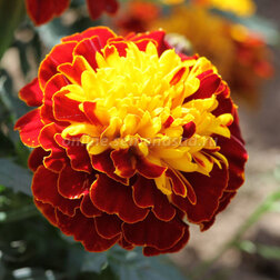 ������ ������ �������� ����������� ������ ����� (1��-1000��) ���������������� ������   ����