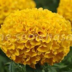 ������ ������ �������� ������������ ������ ���� (1��-1000��) ���������������� ������   ����