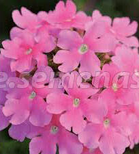 ������ ������ ������� ����� ���� (1��-1000��) ���������������� ������   ����