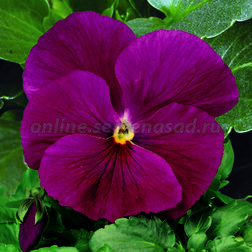 ������ ������ ����� ��������������� ������ ���� ���� (1��-1000��)   ����