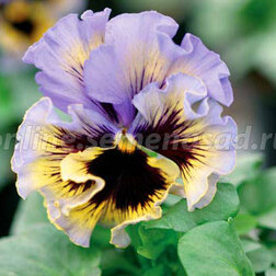 ������ ������ ����� ����� ���� ����� ��� (1��-100��) ���������������� ������   ����