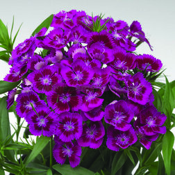 ������ ������ �������� �������� �������� ����� (1��-1000�����)   ����