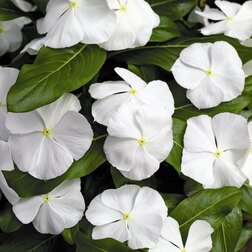 ������ ������ ���������� �������� ����(1��-1000��) ���������������� ������   ����