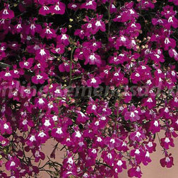 ������ ������ ������� ��������� ������ ���� (1��-1000�����) ���������������� ������   ����