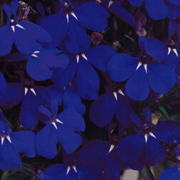 ������ ������ ������� ������������ ������� ������� ��� (1��-1000�����) ���������������� ������   ����