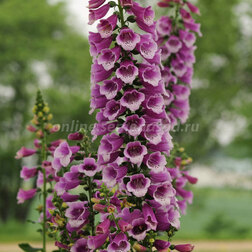 ������ ������ ����������� �������� ����� (1��-100�����) ���������������� ������   ����