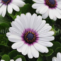 ������ ������ ������������ ������ ���� ����� �� (1��-100 ��) ���������������� ������   ����