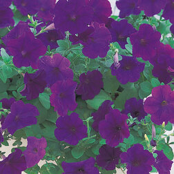 ������ ������ ������� ��������� ����� ��� (1��-1000�����) ���������������� ������   ����