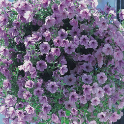 ������ ������ ������� ��������� ����� ����� ��� (1��-250�����) ���������������� ������   ����