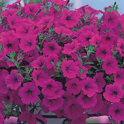 ������ ������ ������� ��������� ����� ����� (1��-1000�����) ���������������� ������   ����