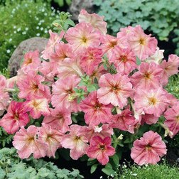 ������ ������ ������� ����������� ������ ��������� (1��-1000�����) ���������������� ������   ����