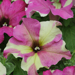 ������ ������ ������� ����������� ��������� ���� ������� (1��-100�����) ���������������� ������   ����