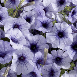 ������ ������ ������� ����������� ��������� ��� ��� (1��-1000�����) ���������������� ������   ����