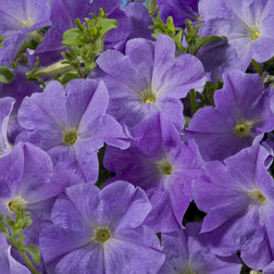 ������ ������ ������� ����������� ��������� ���� ��� (1��-1000�����) ���������������� ������   ����