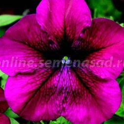 ������ ������ ������� ����������� ��� ������� (1��-1000�����) ���������������� ������   ����