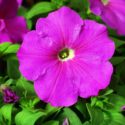 ������ ������ ������� ����������� ��� ���� (1��-1000�����) ���������������� ������   ����