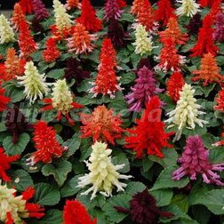 ������ ������ ������� ����� ���� (1��-1000��) ���������������� ������   ����