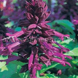 ������ ������ ������� ����� ����� (1��-1000��) ���������������� ������   ����