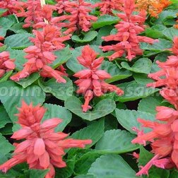 ������ ������ ������� ����� ���� (1��-1000��) ���������������� ������   ����