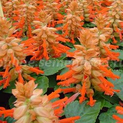 ������ ������ ������� ����� ������ (1��-1000��) ���������������� ������   ����