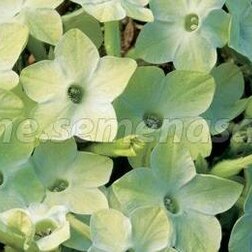 ������ ������ ����� ������ F1 ������ ���� (1��-1000�����)   ����