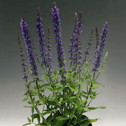 ������ ������ ������ ������ ����� ��� (1��-250 ��) ���������������� ������   ����