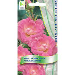 ������ ������ ���� ����������� ���������� ����   ����