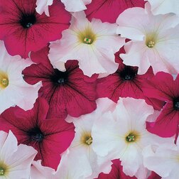 ������ ������ ������� ����������� ����� ���� ������� ���� (1��-100�����) ���������������� ������   ����