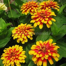 ������ ������ ������ ����� ������� ��� ����� (1��-100��) ���������������� ������   ����