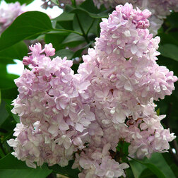 ������ ������ ������ ������������ ������ ��������   ����