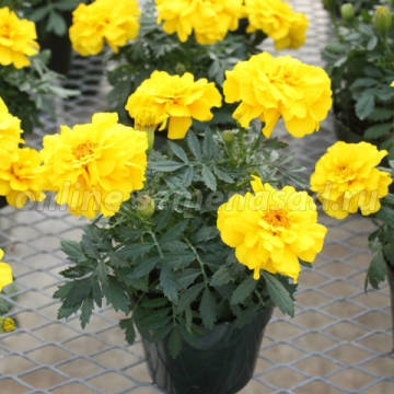 ������ ������ �������� ����������� ������ ����� (1��-1000��)   ����