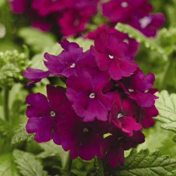 ������ ������ ������� ����� ����� (1��-1000��) ���������������� ������   ����