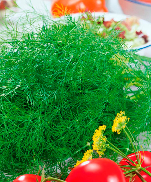 ������ ������ ������ ���� ������ ����� ������� F1, 1 �   ����