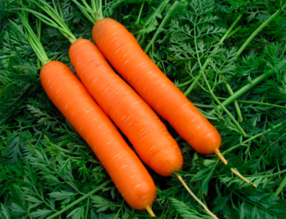 ������ ������ ������ ���������� ������� ����� ������ F1, 0,5 � ������ ���������   ����