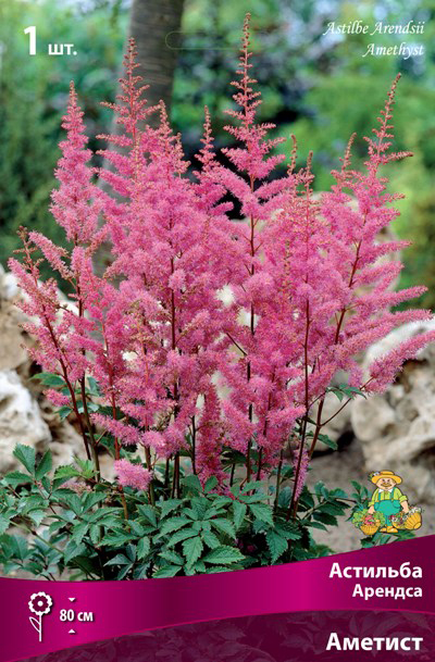 ������ ������ ���������� �������� ����� ��������� �������� ������� �������, 1 ��.   ����