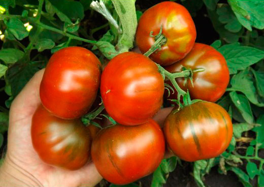 ������ ������ ������ ����� ������ ����� �������� ������ ��������, 5 ��.   ����